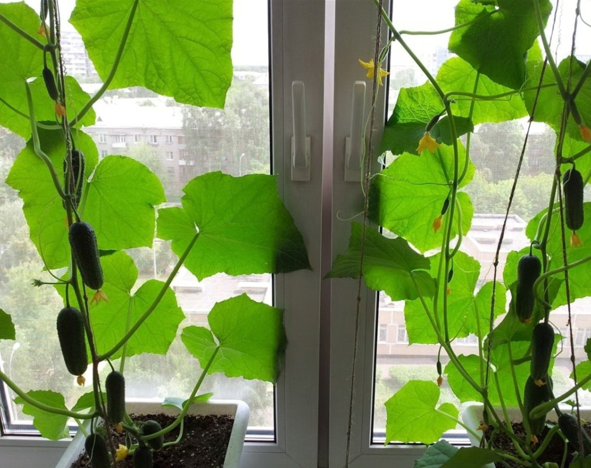 Фото: Яндекс Картинки