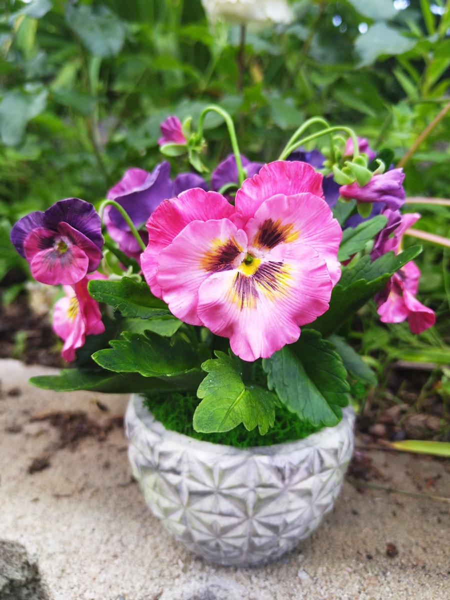 Рисунок 2 - Большие анютины глазки из холодного фарфора в кашпо из гипса.