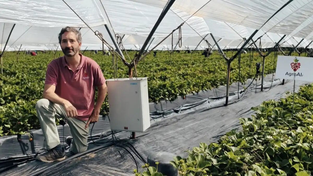 Фото: hortidaily.com
В Испании разработали устройство на базе ИИ, способное прогнозировать урожай ягод каждую неделю