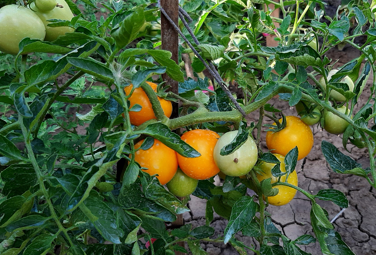 Вот он красавец  04.07..2025