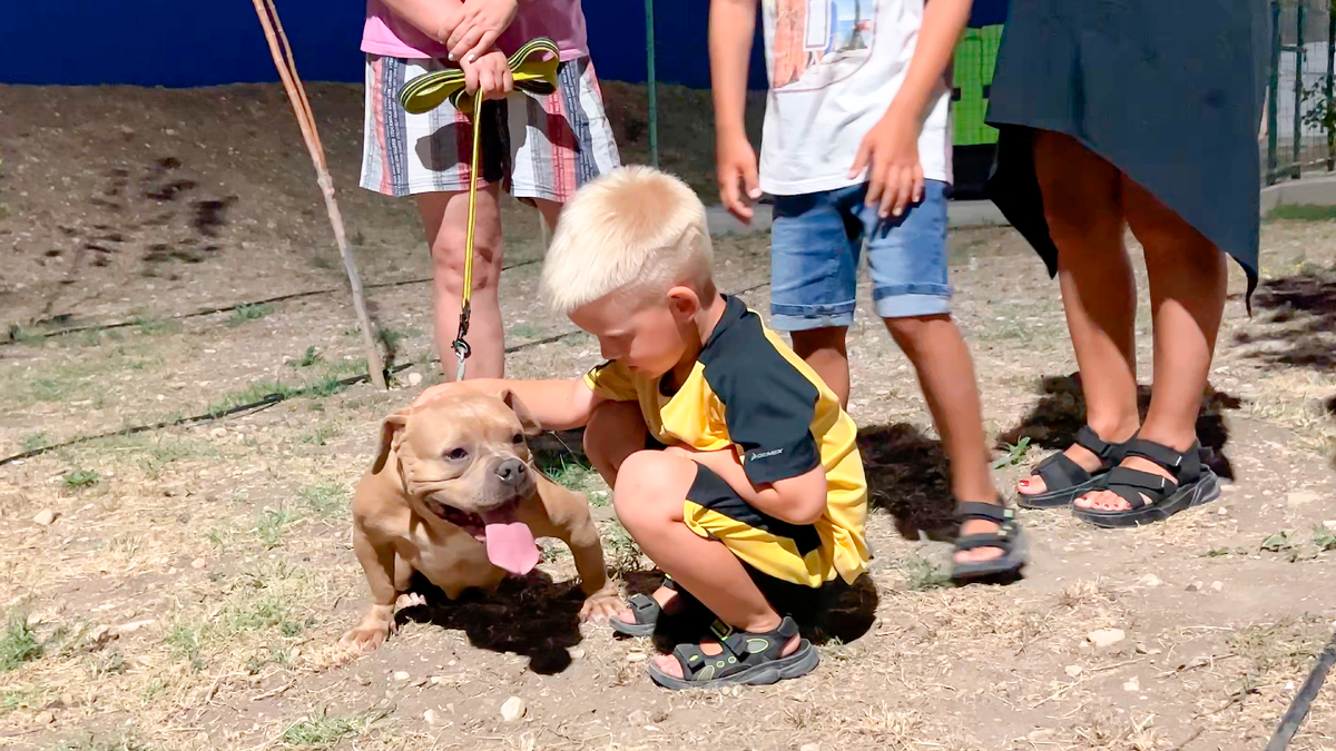 Американский булли Пчёлка и её будущий маленький хозяин