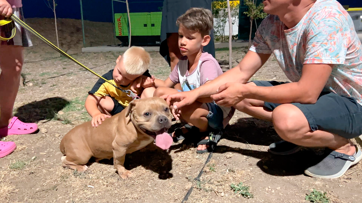 Пчёлка любит внимание и ласку, но немного стесняется малознакомых людей