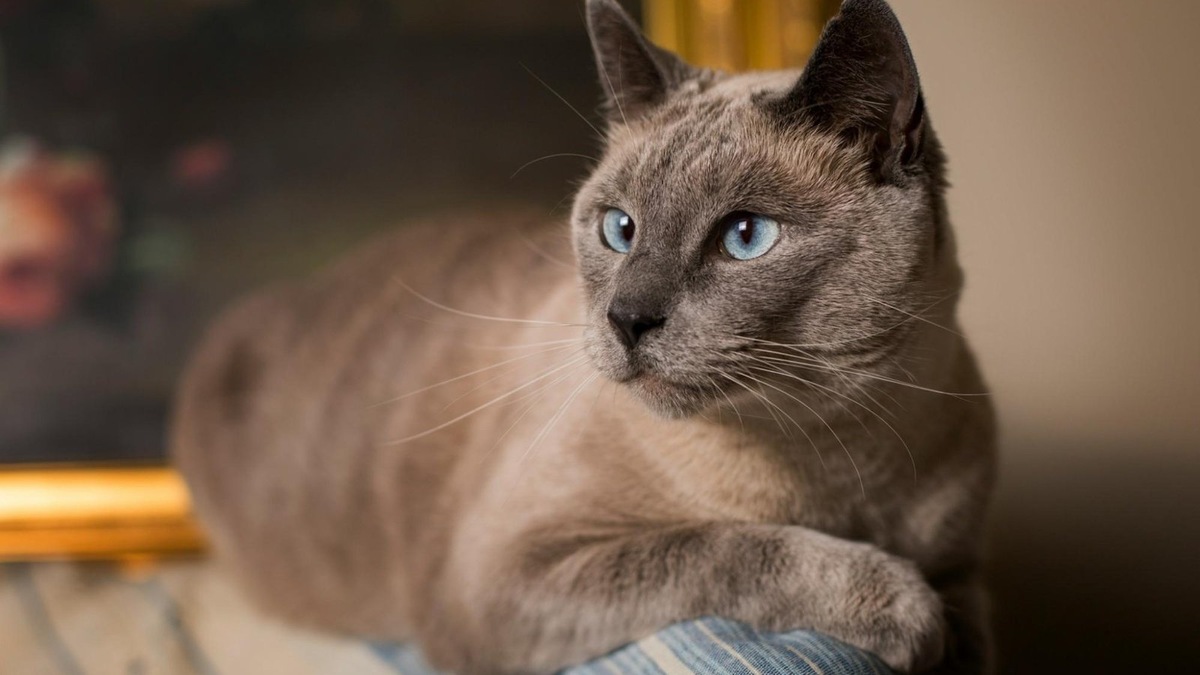    Голубоглазая классика — сиамка со взглядом, который пронзает насквозь.