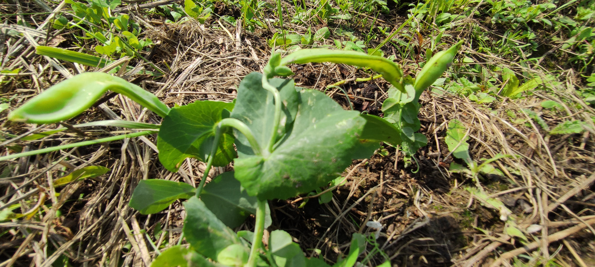 из личного архива