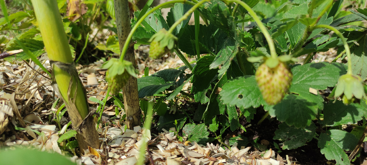 из личного архива