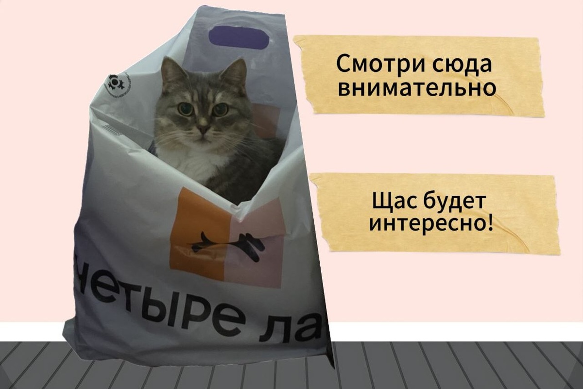     Самые смешные мемы с котами: 30 лучших картинок на все случаи жизни для поднятия настроения