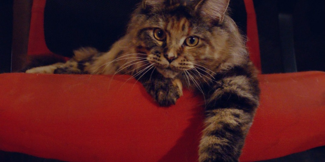 Заразная форма FIP?