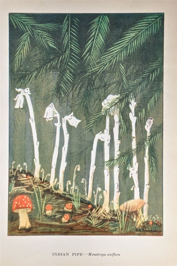 Подъельник одноцветковый (лат. Monotropa uniflora)