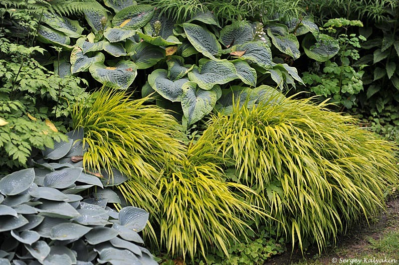 На какие сорта хаконехлои стоит тратить деньги, а на какие нет - тема статьи на следующей неделе