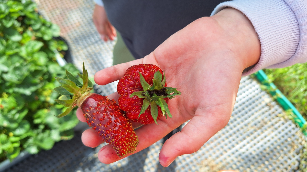 Фото автора. Вкусная клубника