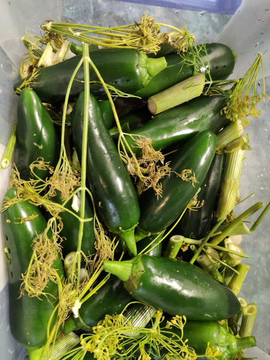 Острый перец Халапеньо