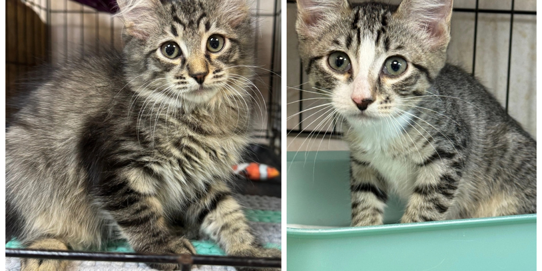 И вновь у нас новички: приехали с передержки, спасены с улицы и бывшедомашние