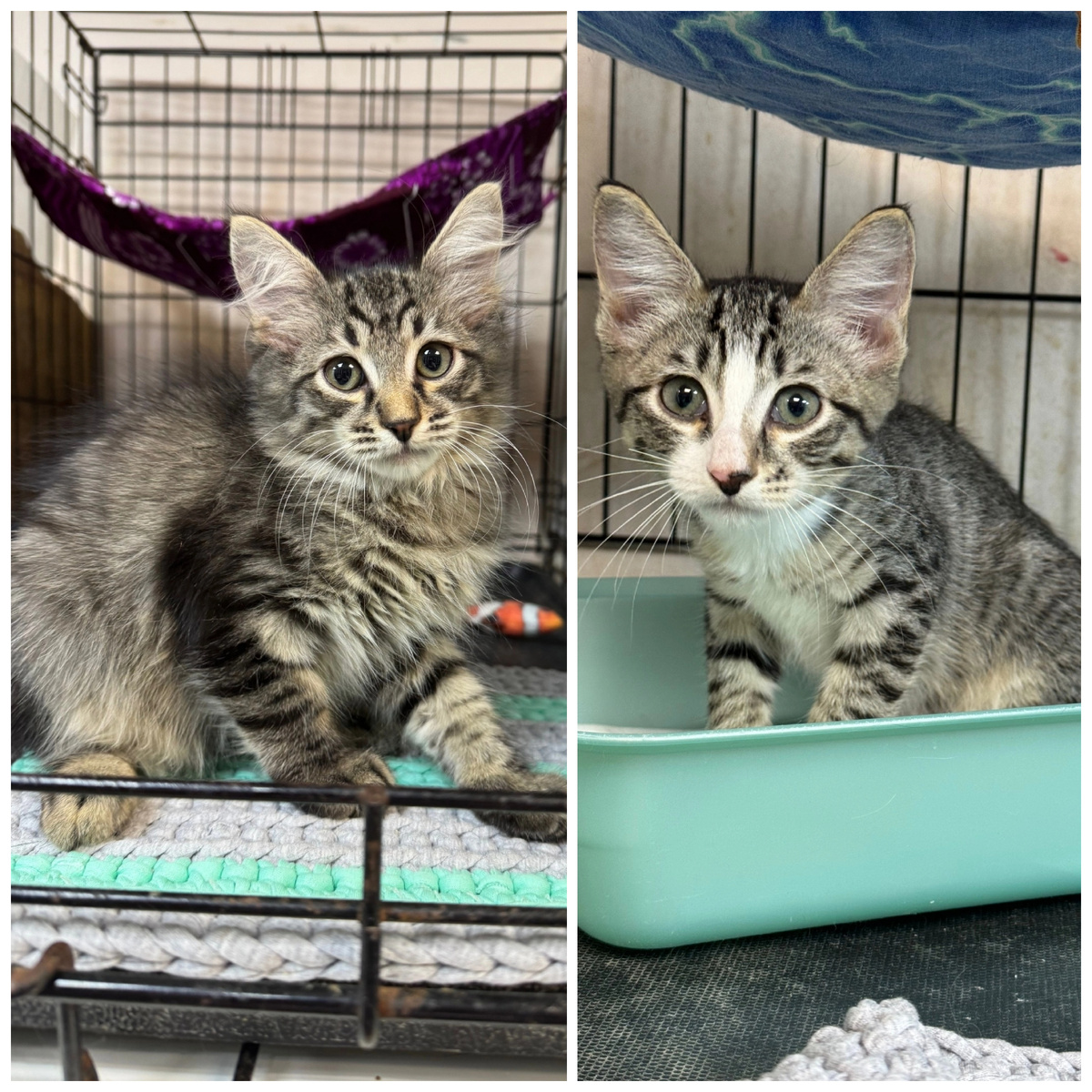 Мэш и Нэш приехали с передержки.