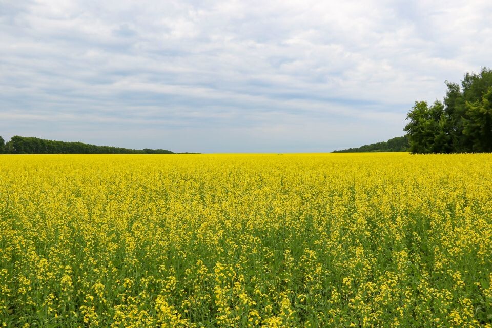    Цветущие сельскохозяйственные поля в Калманском районе. Источник: Виталий Барабаш