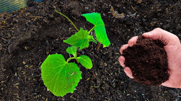 Выбрала правильное прищипывание огурцов по схеме из семьи. За 15 лет ни разу не болели и не желтели огурцы