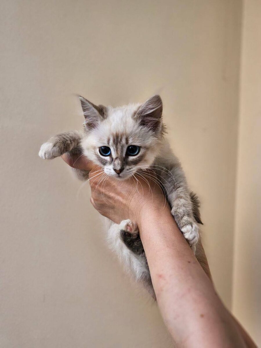 Элвис Пресли