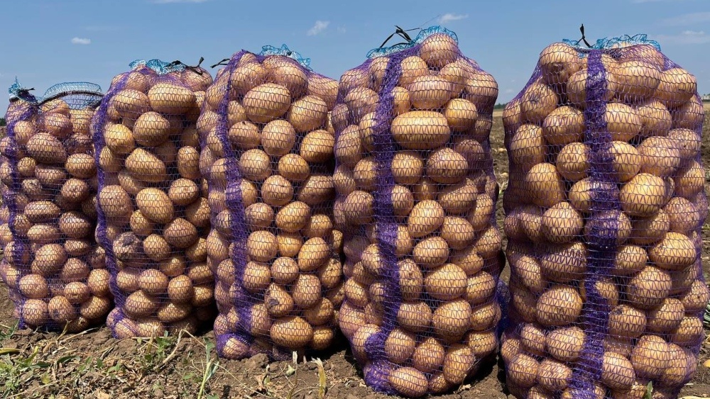 Картофель оптом купить Великие Копани 2025 год Copany Market