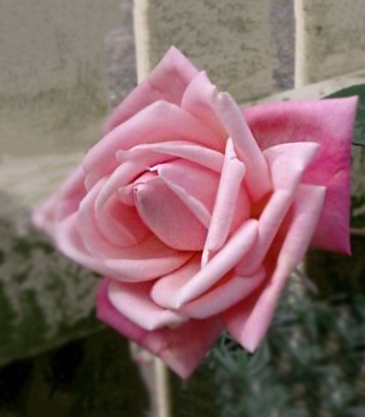 роза Madame Lombard