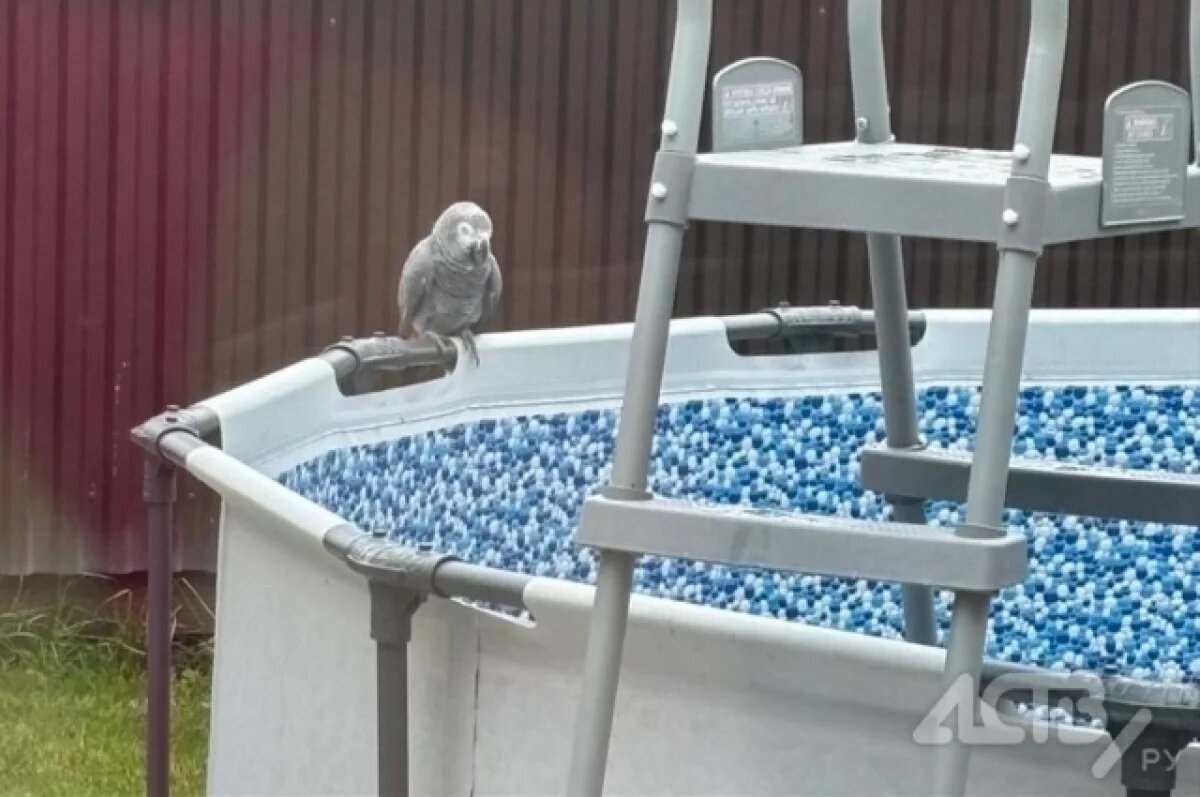    Говорящий попугай Максик нашёлся в 6 километрах от дома на Сахалине