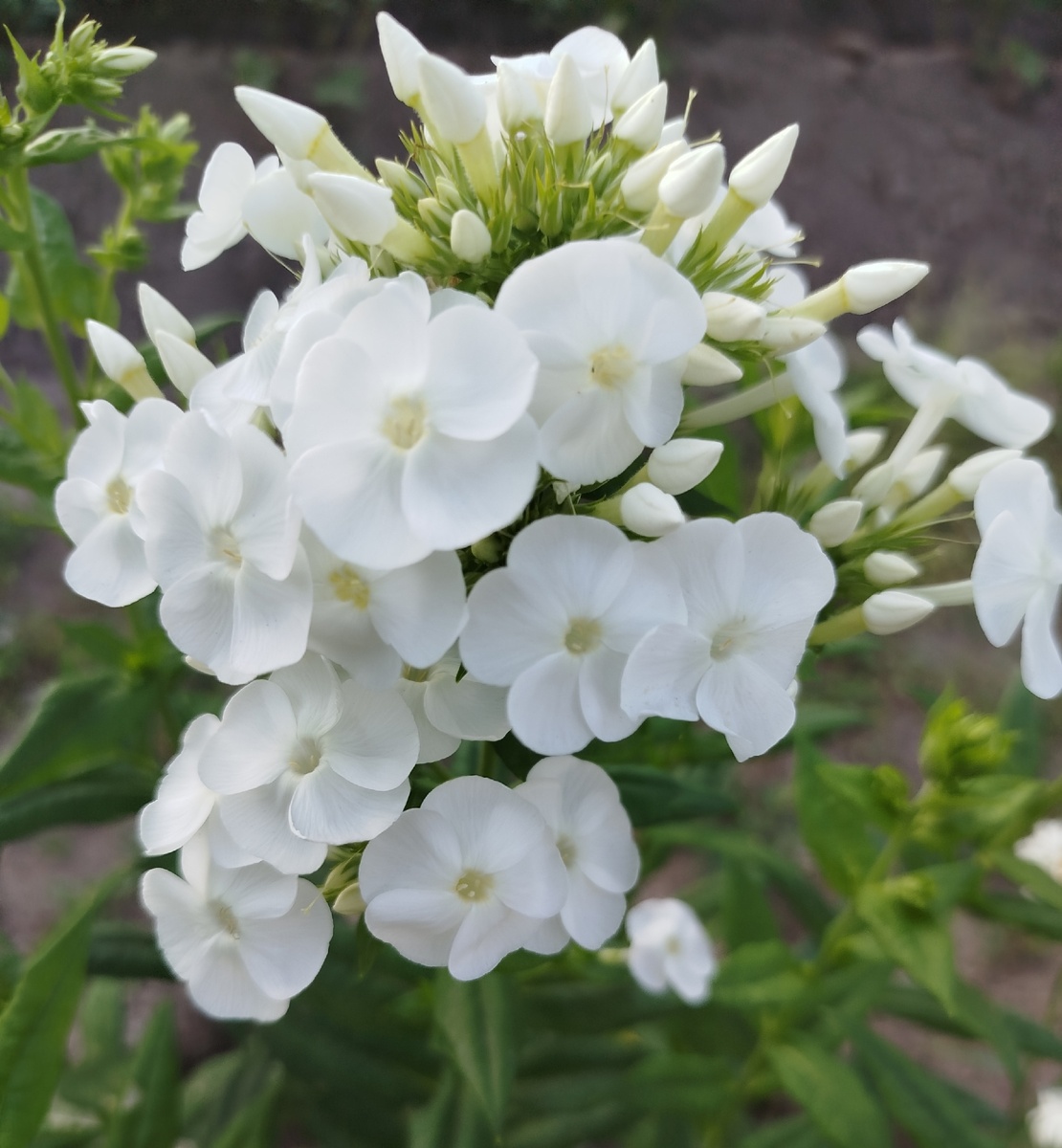 Пока только белые флоксы зацвели