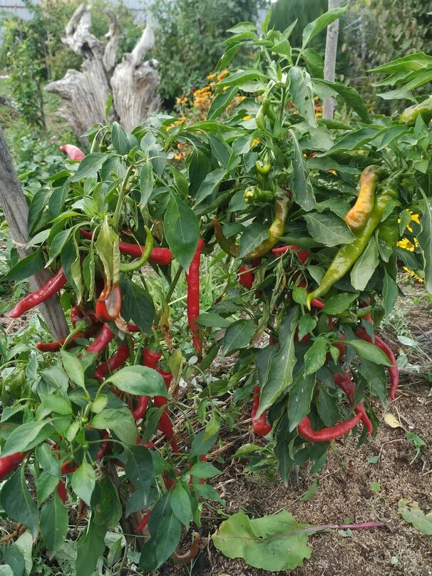 Фото Натальи Мироновой