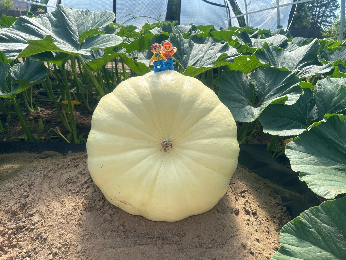 За десять дней от завязи тыква уверенно выросла почти до 30 кг