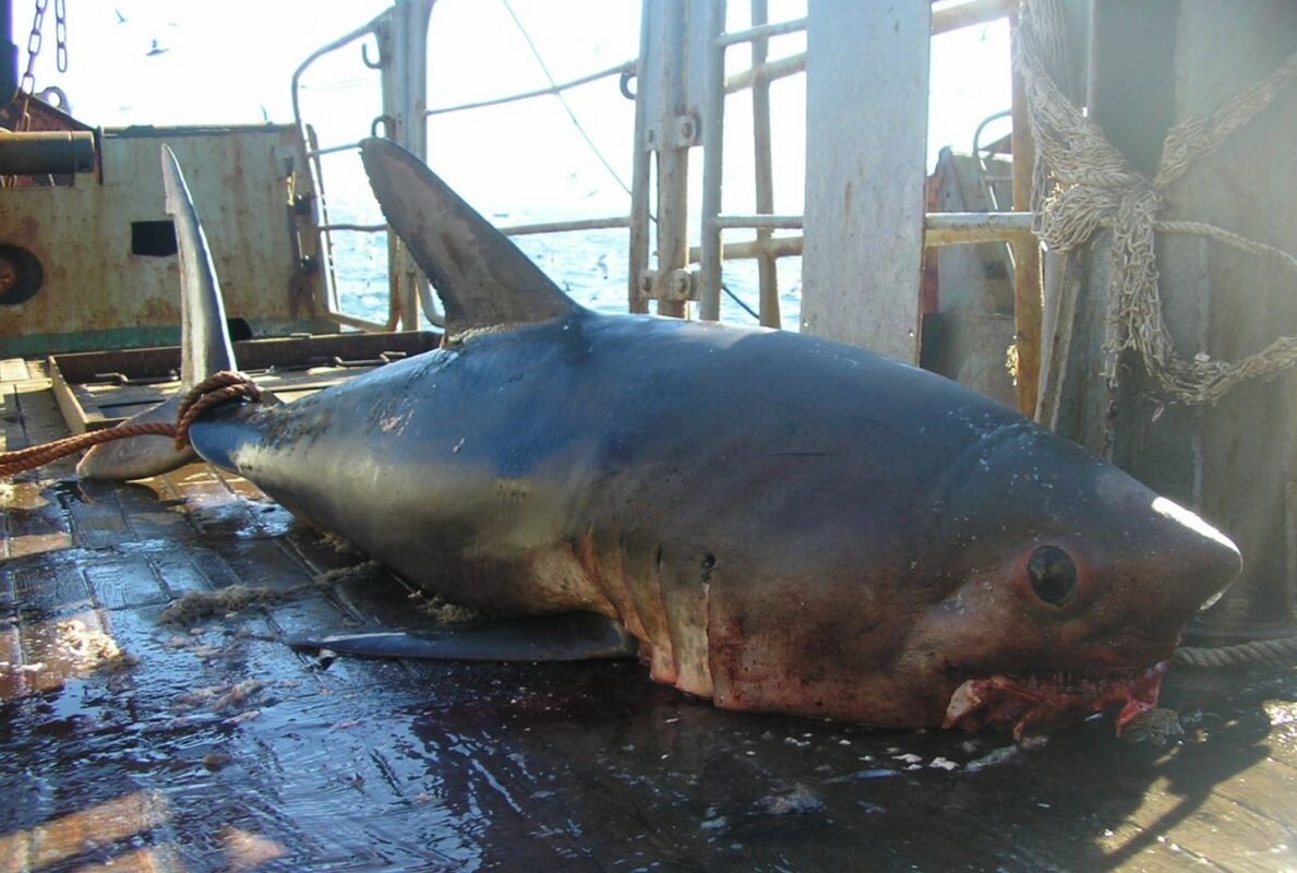    Сельдевая акула. Фото сотрудников «СахНИРО» НИС «Дмитрий Песков»