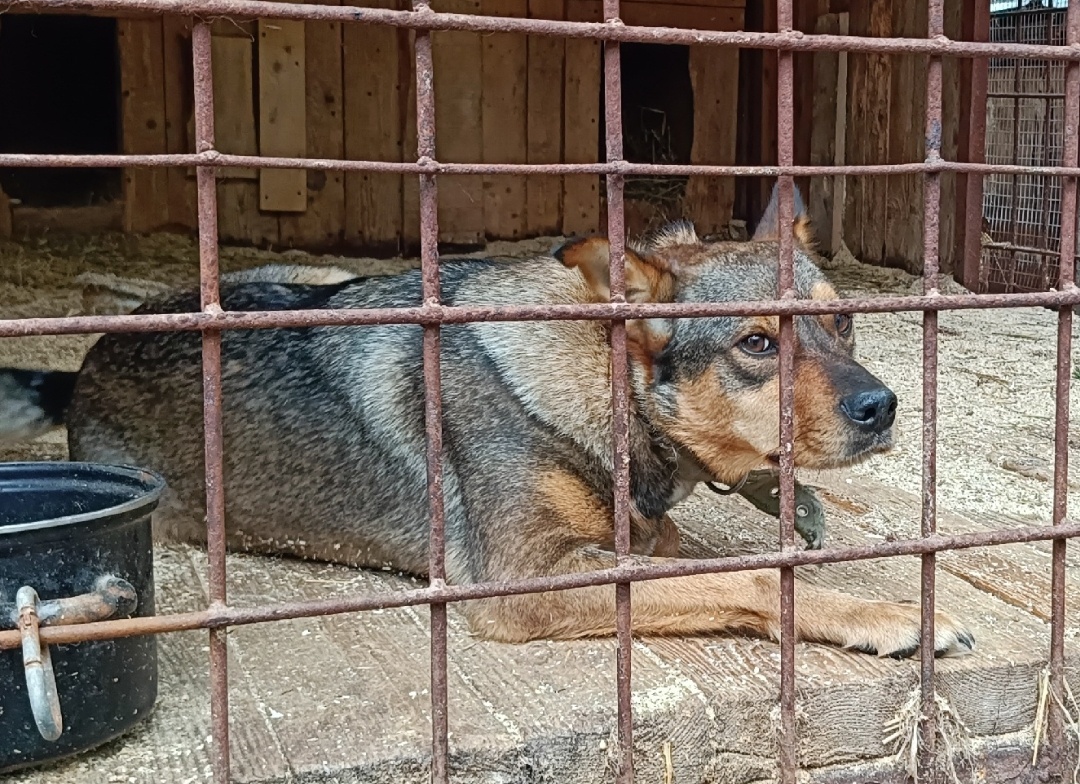 Сима, около пяти лет