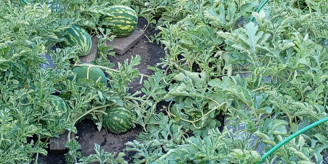 Арбузы и дыни, памятка по уходу, Урал.Устойчивость к заболеваниям.