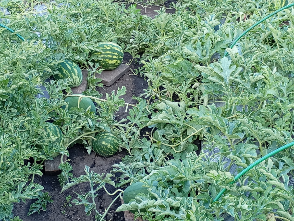 Арбузы фото автора.