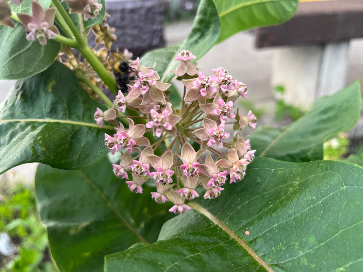 Фото автора. Ваточник сирийский