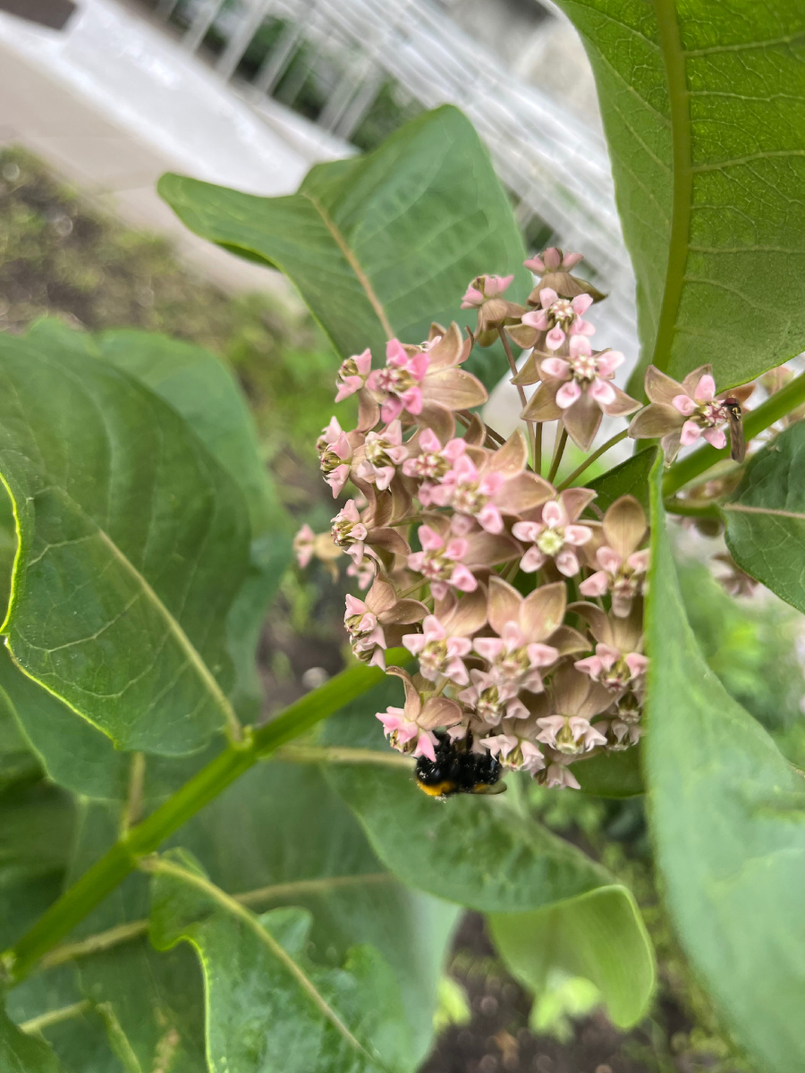 Фото автора. Прекрасный медонос! 