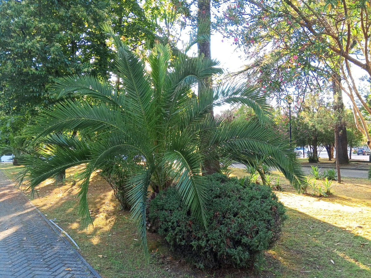 Июльский Сухум-2025