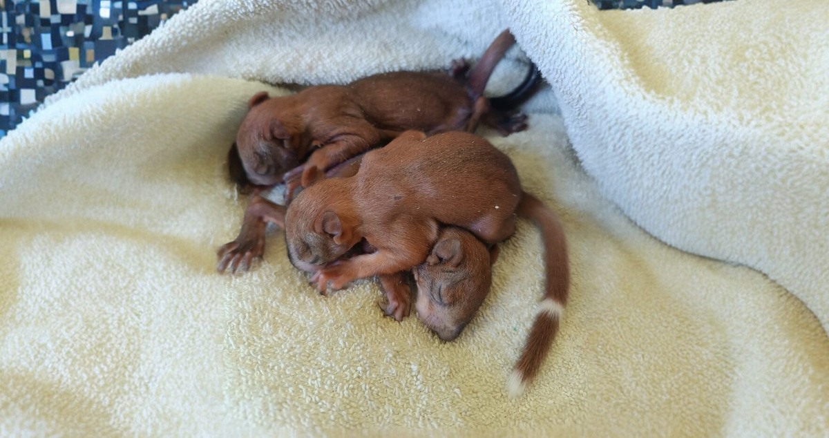    Если бы Эдуард не знал, где находится гнездо белки, детёныши бы погибли. Фото: сообщество ВК «Сердце Леса — помощь диким животным. Воронеж.»