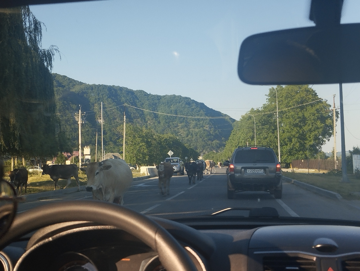 По дороге в сторону Черекского ущелья стадо возвращается домой