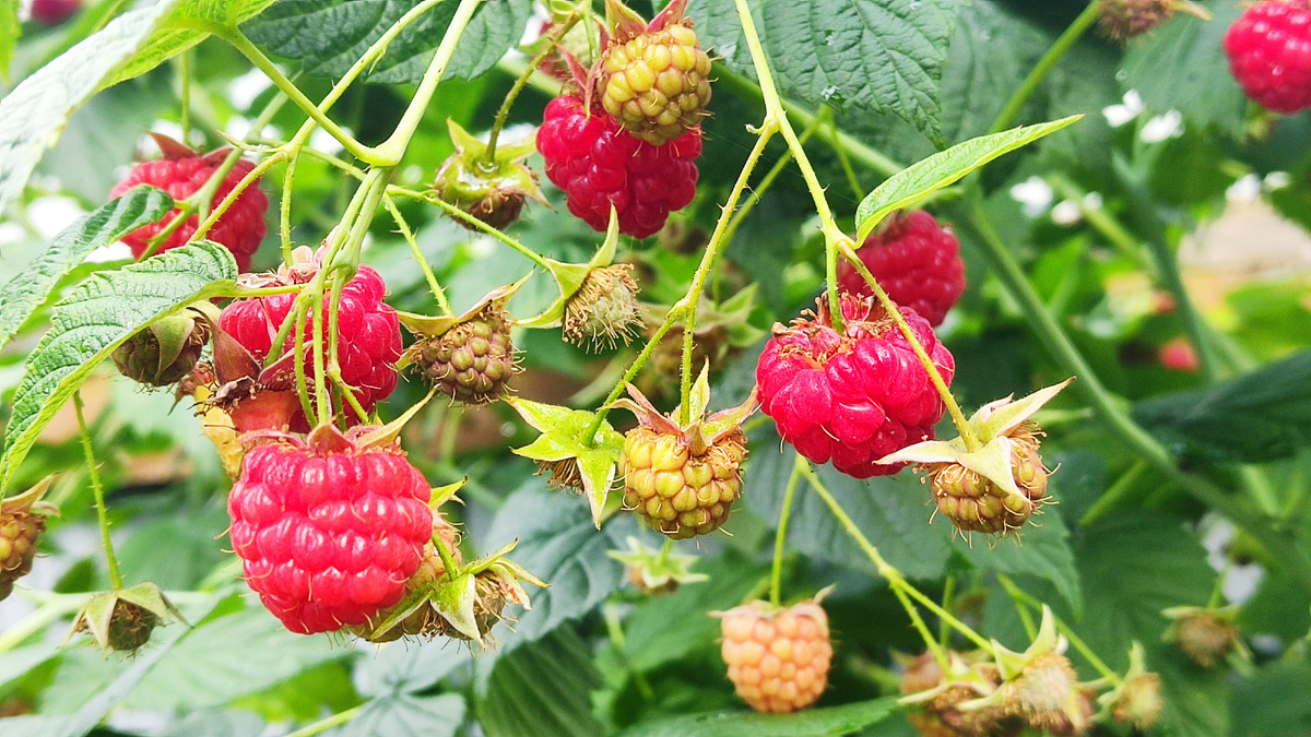 Малина - чудо-ягода детства каждого садовода и дачника. Вкусная, полезная, лечебная…