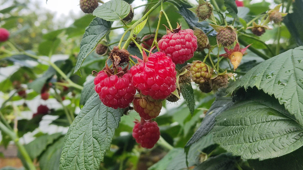 Малина любит воду, но переусердствовать нельзя ни-ни! Поливать её надо регулярно (раз в неделю), но умеренно. 