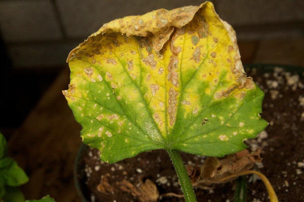 Совсем нерадостная картина: листья не только желтеют, но и скручиваются