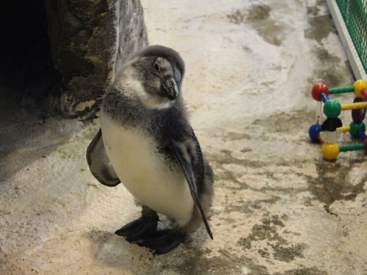     фото: мэрия Красноярска