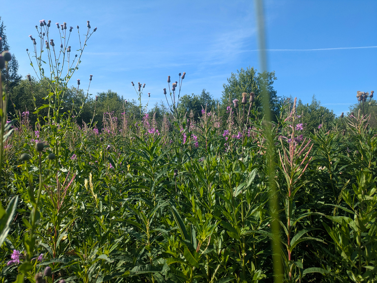 На сборе трав