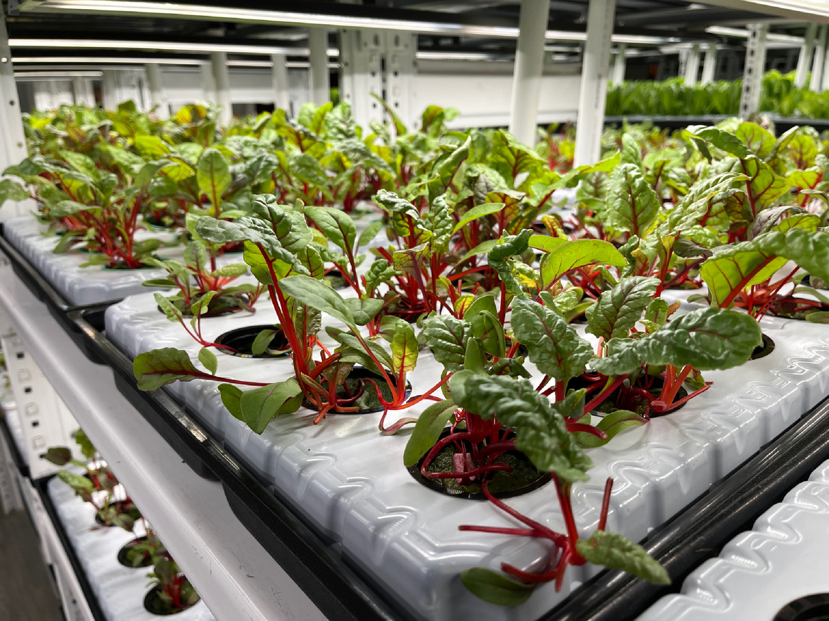 Гидропонные салаты