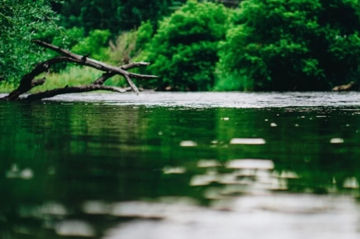    Роспотребнадзор рассказал петербуржцам, чем грозит купание в цветущей воде