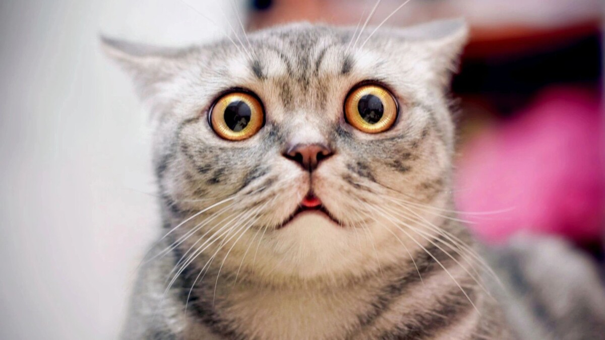    Фото: SakSa/Shutterstock/Fotodom