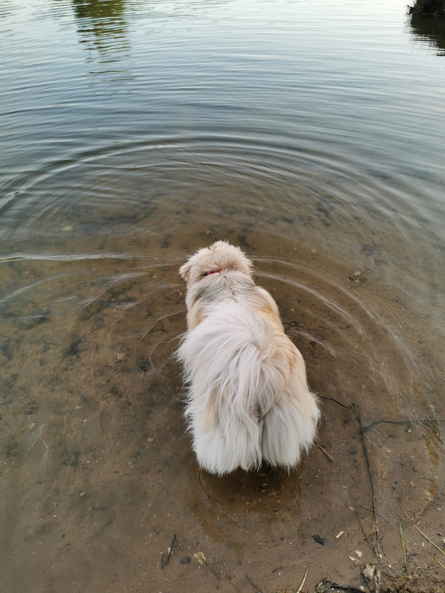 А это мой пёсель и он однозначно относится ко второй группе - лиц с тактическим уровнем мышления. Три триггера отработал и уперся в 4-й чтобы достать камушек ныряь надо... А не хочется... А зачем в воду полез дурик? Свои шикарные штаны намочишь!!!