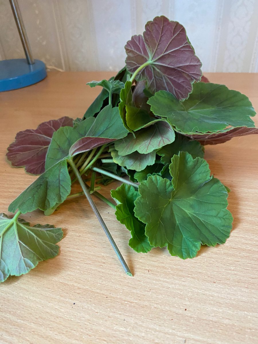 Листья герани