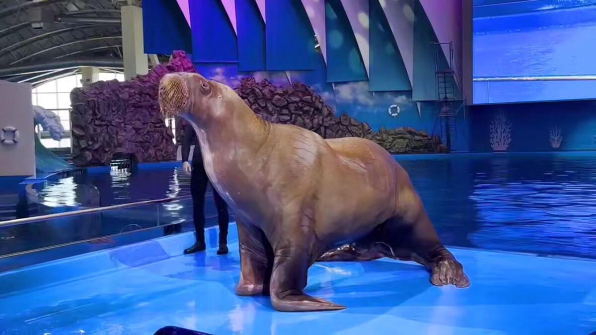     Источник: Соцсети Приморского океанариума