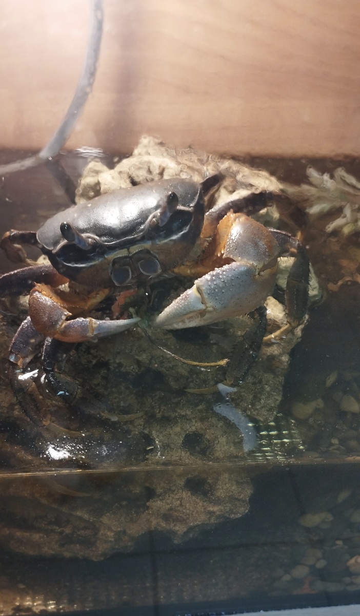 Милашка Кодди