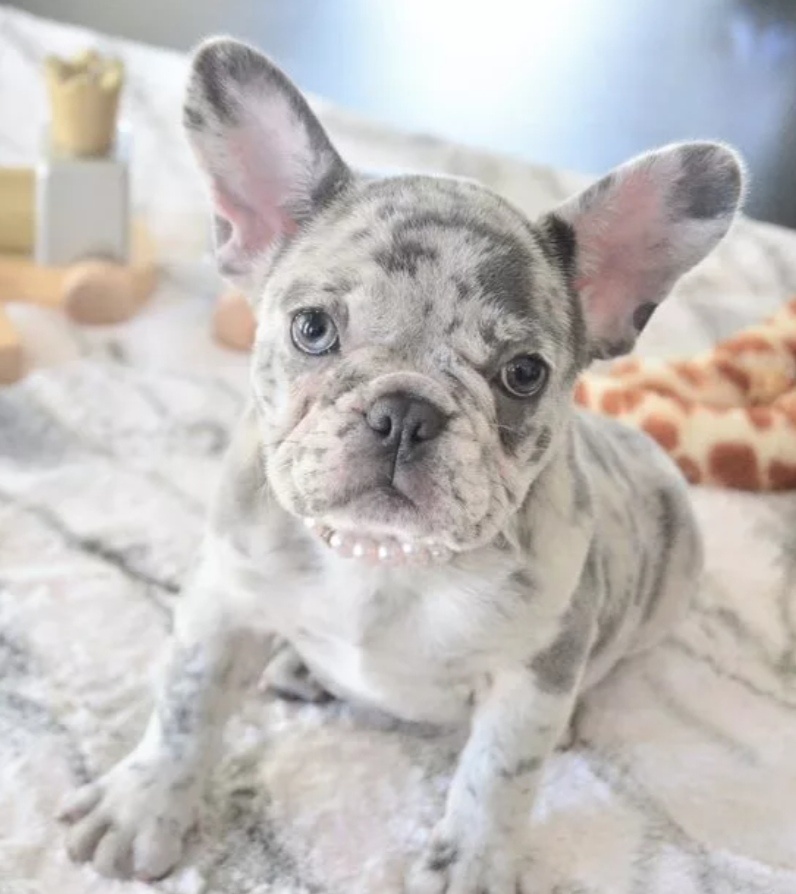 Примерно так выглядит Голубой-мерле.