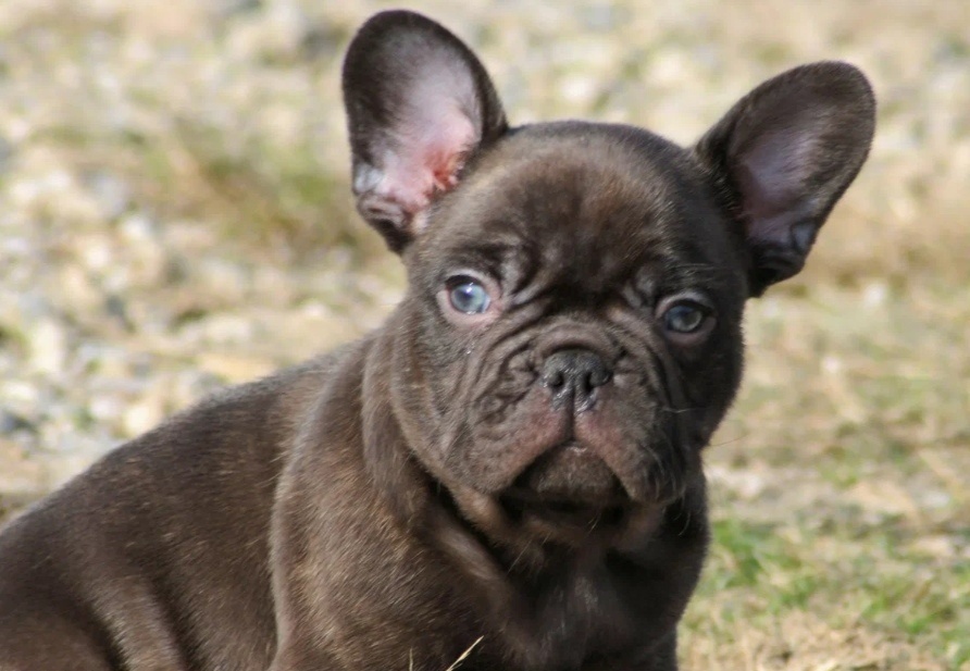 Шоколадный-солид выглядит примерно так.