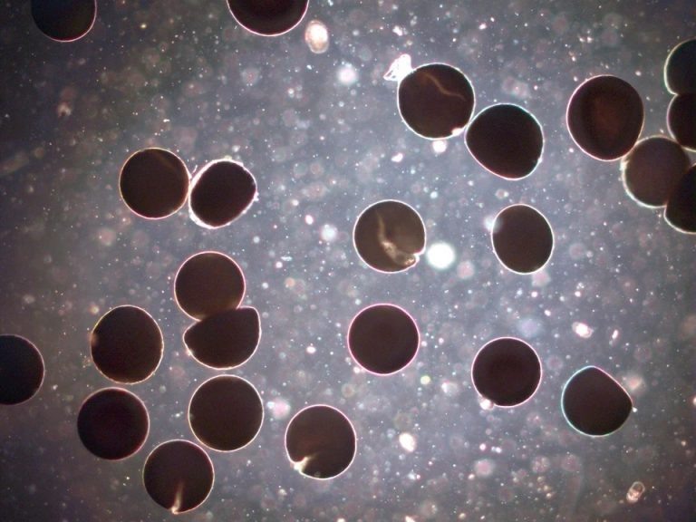    На озере Развал в Соль-Илецке зафиксировали необычное природное явление Оренбуржье